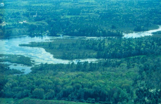 Marsh and Greenery Picture