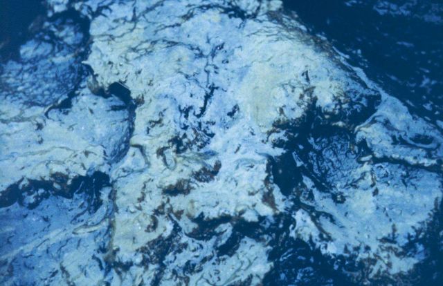 Emulsified oil in Point Judith Pond, RI Picture