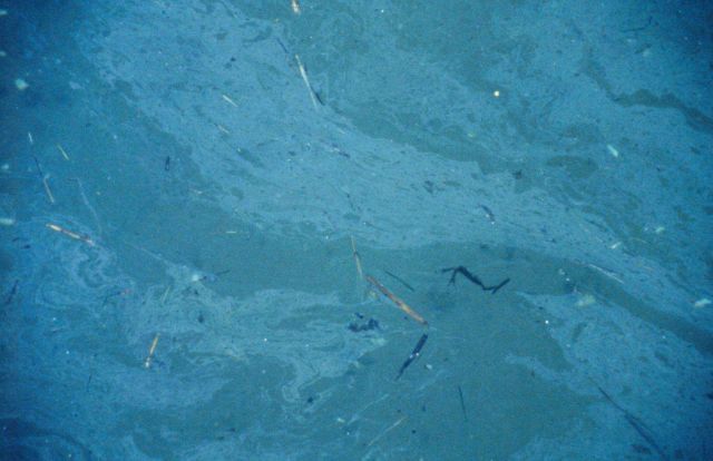 An oil sheen in the water, The North Cape spill dumped 828,000 gallons of -2 home heating oil into Rhode Island coastal waters. Picture
