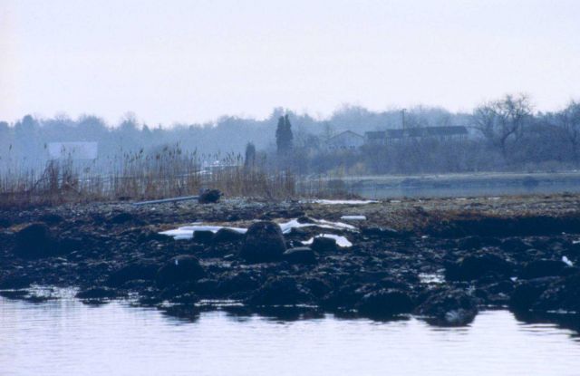 An upriver location within Point Judith Pond. Picture
