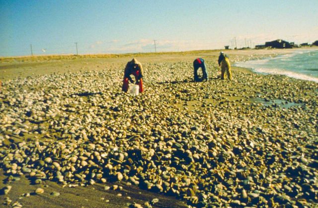 Dead surf clams washed up on South County beaches after the oil spill Picture