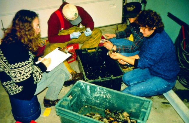 DEM biologists measure lobsters to determine size, frequency and distribution of dead lobsters. Picture