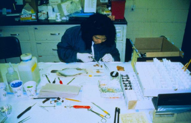 Tracey Collier of NMFS dissects a flounder and removes bile to document exposure to oil. Picture