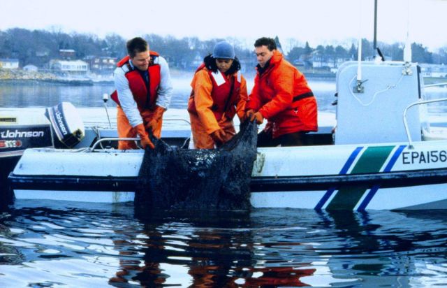 Hauling in a seine used to sample flounder to determine exposure to oil. Picture