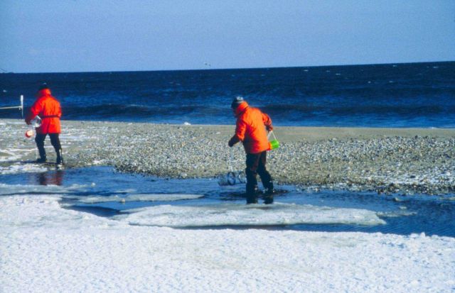 RI DEM collects stranded lobsters on Moonstone Beach after the oil spill. Picture