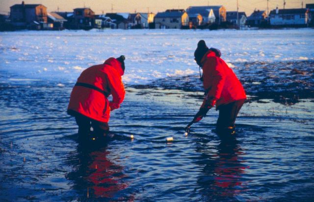 Tracey Collier of NMFS seines for finfish to determine oil exposure. Picture