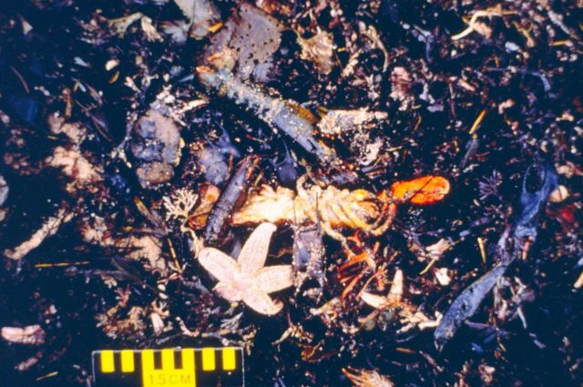 Dead surf clams and other invertebrates after the spill Picture