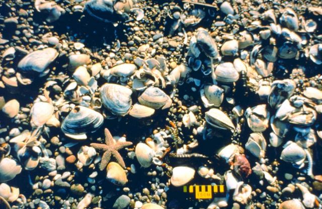 Dead surf clams and other invertebrates after the spill Picture