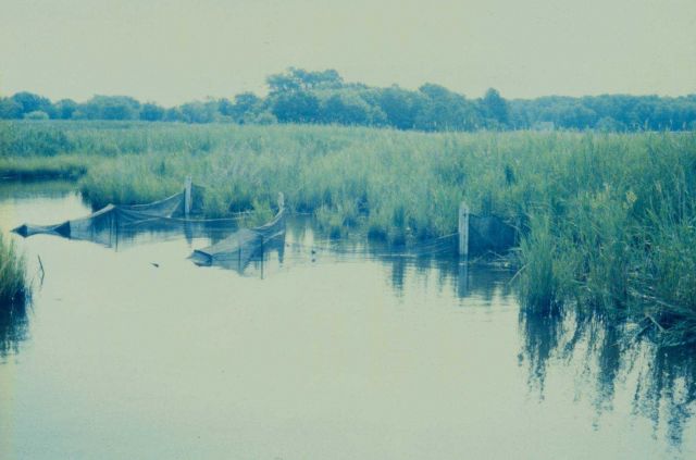 Nekton collection using fyke nets for Phragmites and Spartina project. Picture