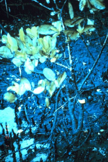 Oiled mangrove habitat near John's Pass, Pinellas County Picture