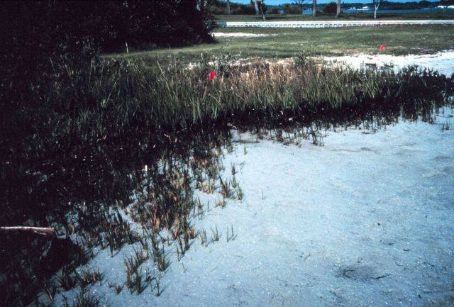 Oiled mangrove habitat near John's Pass, Pinellas County Picture