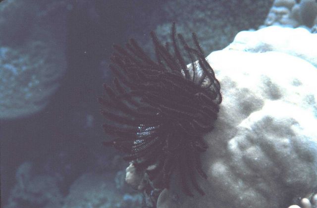Crinoid on a coral head Picture