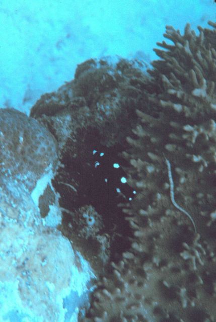 Black and white Labroides sp Picture