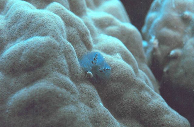 Serpulid sp Picture