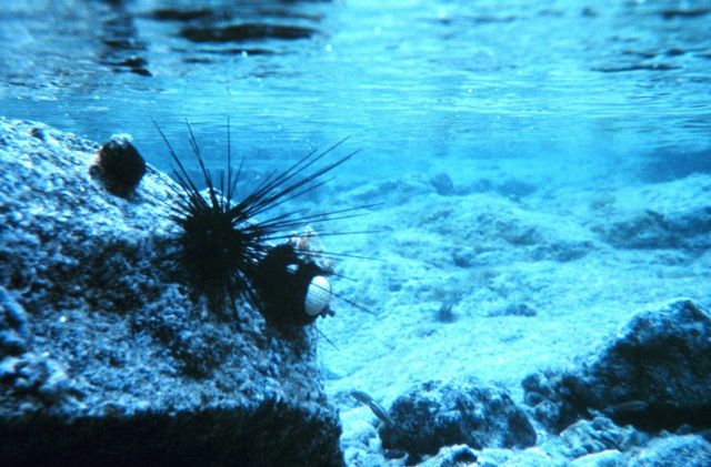 Diadema sp Picture