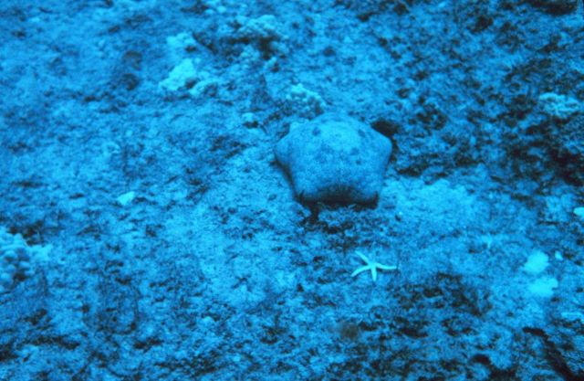Cushion starfish with smaller starfish species in situ. Picture