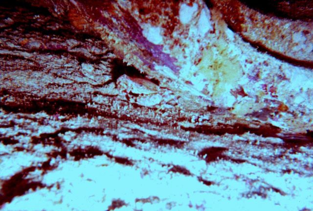 Can you find the crab in the artificial reef habitat? Picture