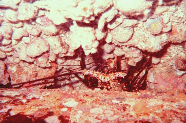 Looking straight down at a spiny lobster - Panulirus sp. Picture