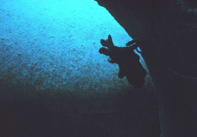 Unidentified species of octopus silhouetted in pipe entrance. Picture