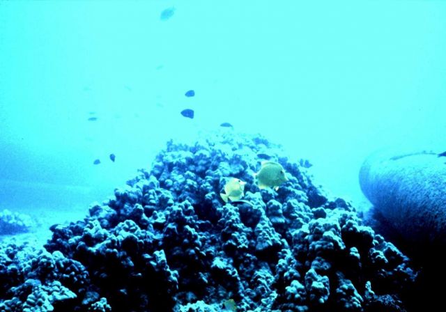Natural coral -Porites sp Picture