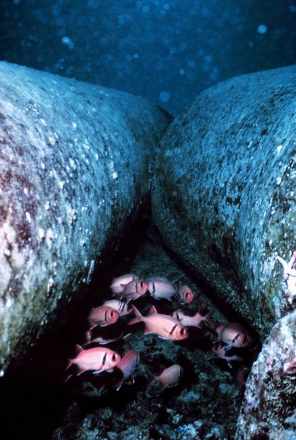 Marine snow, detrital/particulate matter surrounding two adjacent pipes on reef Picture