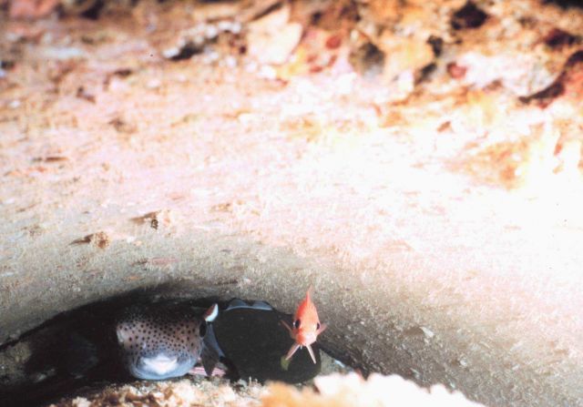 Nested pipes, one within another, provide more secure habitat for these three species of black trigger fish, Melichthys vidua, spiny puffer, Diodon hy Picture