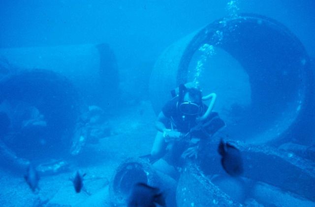 Underwater tape recorders were used to record the number and size of each fish species on a set transect Picture
