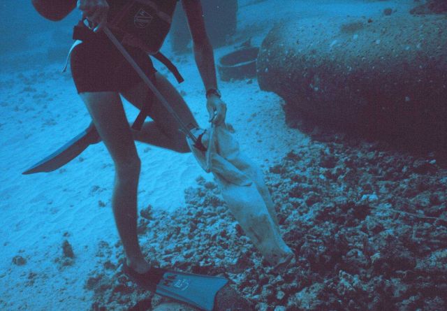 Collecting fish by Hawaiian style spear for determining stomach contents. Picture
