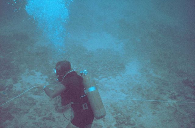 Straightening out one of the underwater transect lines used for counting fish Picture