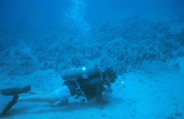 Benthic samples were taken to identify the species associated with the artificial reef site. Picture