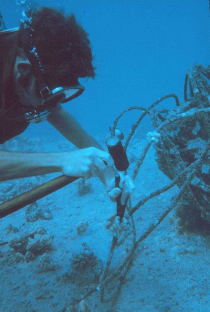 Small coral colonies were collected on pipe surfaces of know age to determine growth rate of corals on the artificial reef. Picture