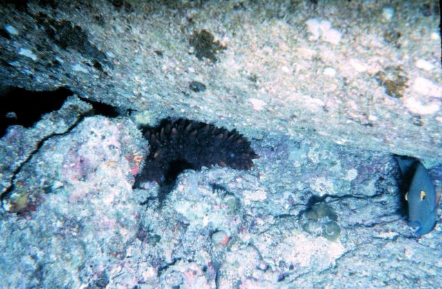 Sea Cucumber, Stichopus chloronotus, and Ctenochaetus striogosus, surgeon fish in typical habitat where pipe meets the bottom. Picture