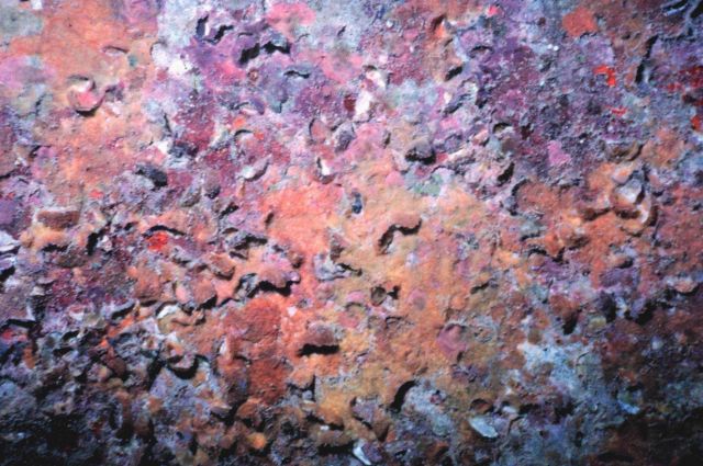 A typical invertebrate grouping found on the interior roof of the pipes consisting primarily of bryozoa, tunicates and sponges over the top of oyster  Picture