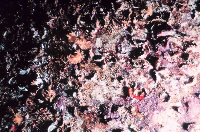 A typical invertebrate grouping found on the interior roof of the pipes consisting primarily of bryozoa, tunicates and sponges over the top of oyster  Picture