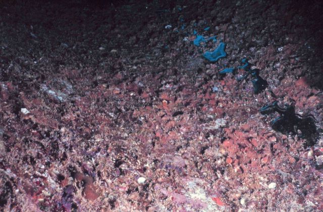 A typical invertebrate grouping found on the interior roof of the pipes consisting primarily of bryozoa, tunicates and sponges over the top of oyster  Picture