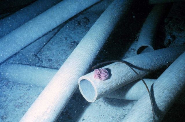Night time photo of nudibranch egg mass placed on the pipe surfaces within days of placement. Picture