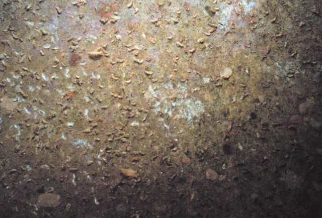 Newly colonized interior roof pipe surface with oysters and small white colonies of colonial tunicates (Didemnid sp.) Picture