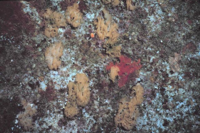 Intermediate age community of upright bryozoa, reteporellina sp., oysters ( mostly covered), and tunicates Picture