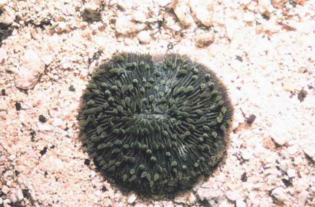 Large single polyp of Fungia scutaria. Picture