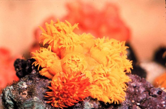 Colony of the ahermatypic coral, Tubastrea sp Picture