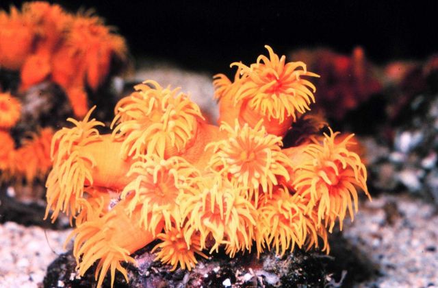 Colony of the ahermatypic coral, Tubastrea sp. Picture