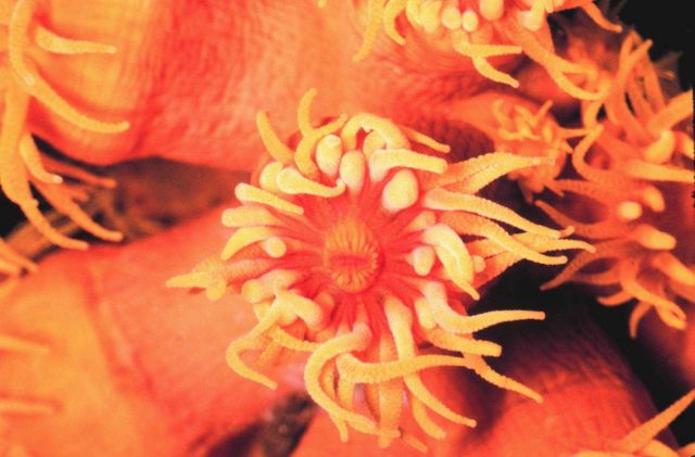 Close up of the ahermatypic coral, Tubastrea sp. Picture