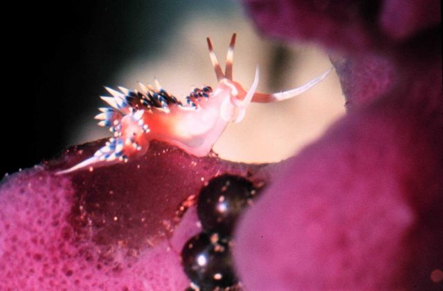 Nudibranch, Caloria indica, on purple sponge. Picture