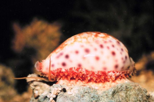 Cowrie, Cypraea chinensis, with partially extended mantle. Picture