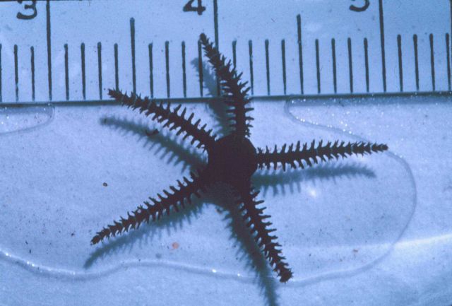 Hawaiian brittle star. Picture