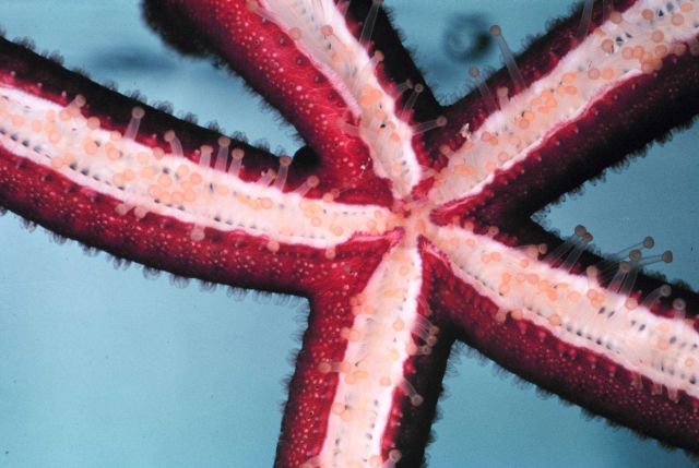 Underside of starfish showing tube feet. Picture