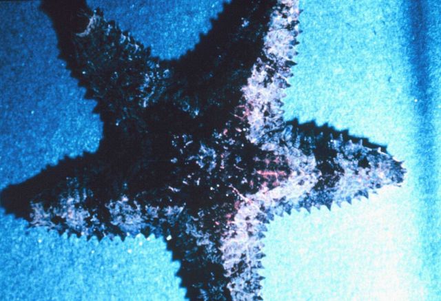 Large Hawaiian starfish. Picture
