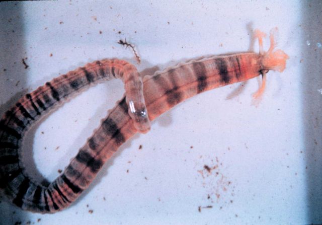 Sea Cucumber, Euapta godeffroyi, very common in Kaneohe Bay, Hawaii. Picture