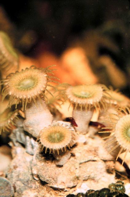 Zoanthid softcoral of the genus Palythoa sp. Picture
