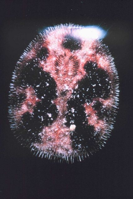 Short spined urchin, probably Brissus latercarinatus. Picture